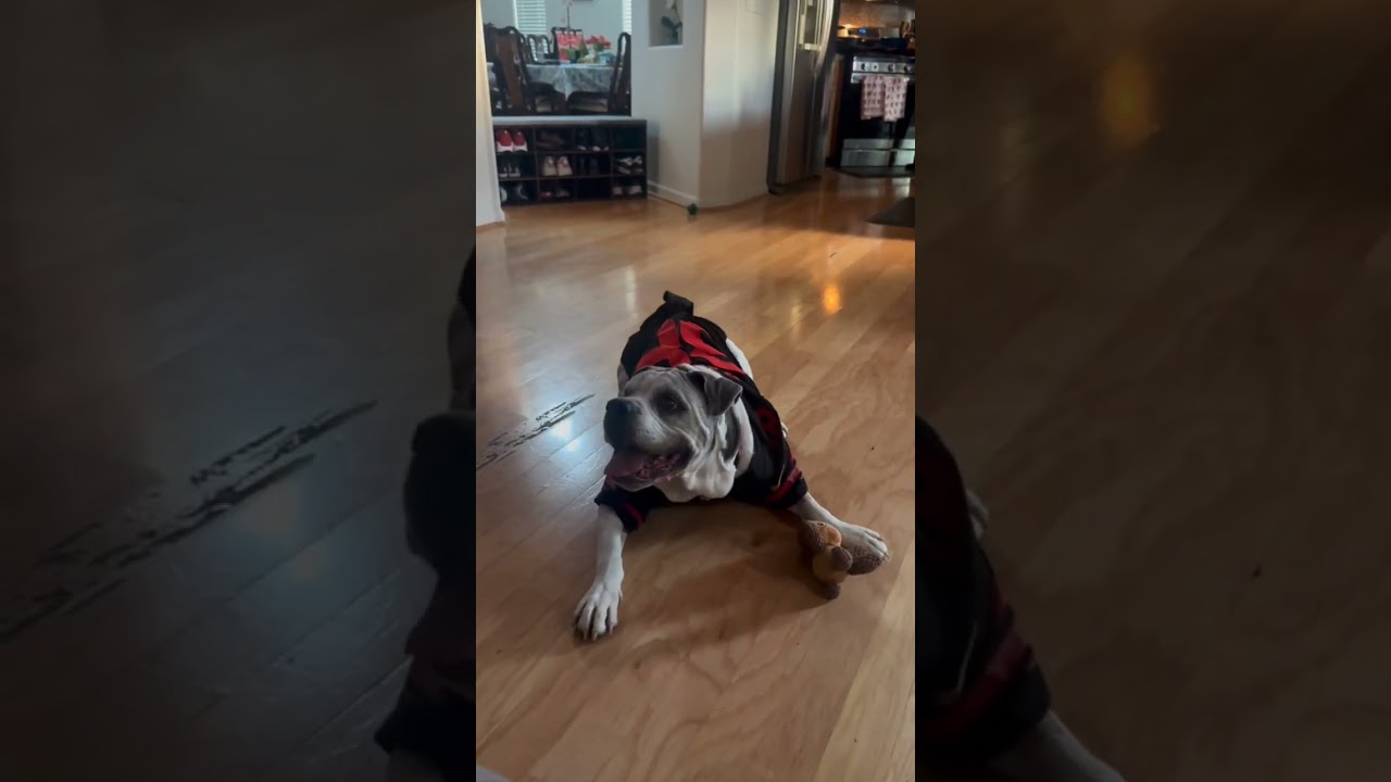 Enlarge Spartacus, a ADOPTABLE Boxer in Davis, CA video 5/5