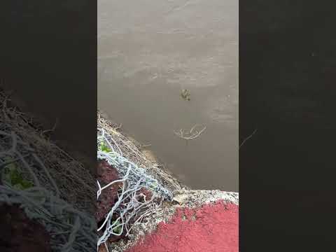 Rio Araguaia Aruanã Goiás #pescaria #fishing #araguaia #rioaraguaia #shorts