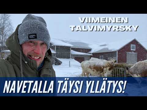 Talven viimeinen myrsky… ja navetassa täysi yllätys!