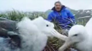 Albatross - Motherhood