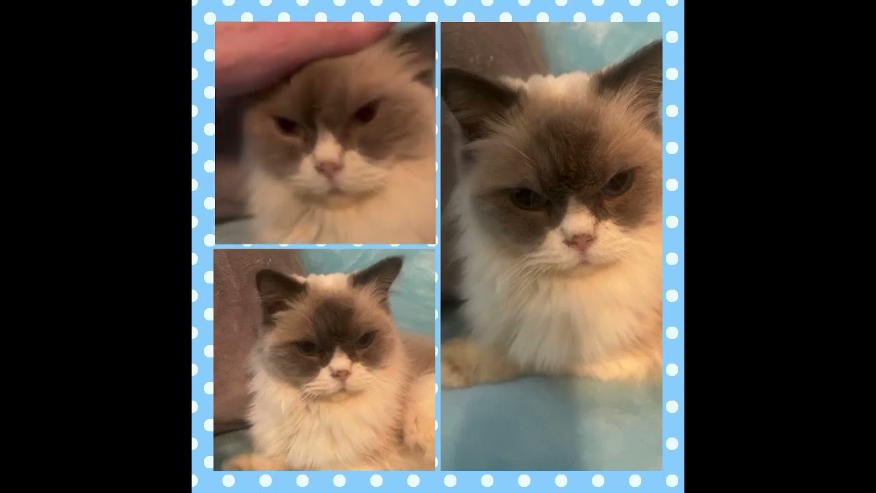 Enlarge Dan The Man, a Adoptable Ragdoll in Ennis, TX video 1/4