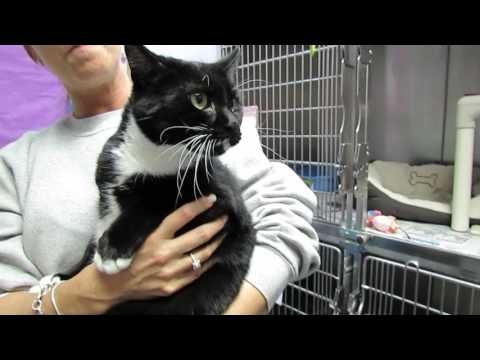 Jill, an adopted Tuxedo in Clifton, NJ_image-1