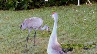 Sandhill Cranes in Sunnys' front yard