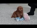 Cavapoo dogs for sale: Asher - Video 1