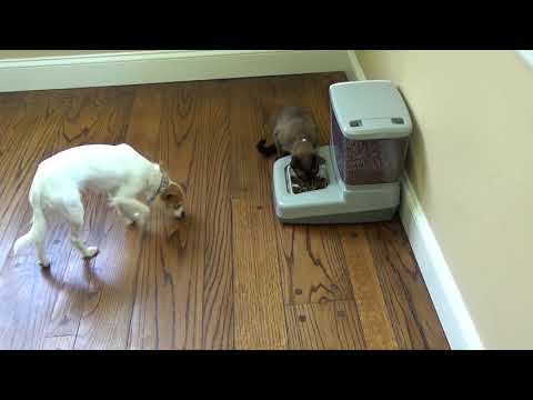 PortionPro Pet Feeder for Cats and Dogs: Pet Interaction