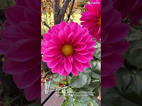 庭の古い手押し車を本当に魔法のフラワープランターに変えるにはどうすればよいでしょうか?  庭園