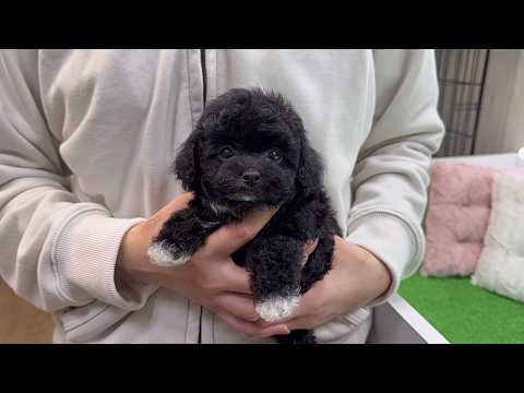 YouTube動画のサムネイル