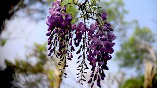 淡水紫藤花園二號水源園區2025年3月27日星期四🌤️