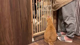 茶々猫はとっても元気で甘えんぼうです！