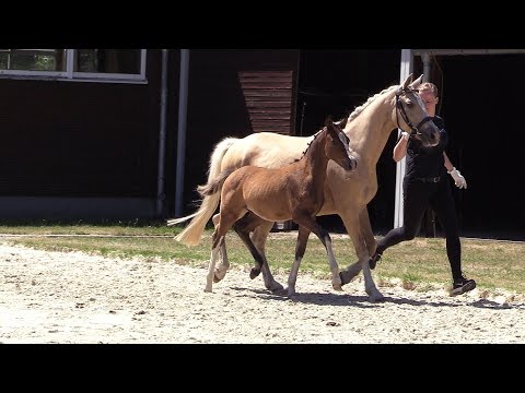 42 – Desparini L, HF von Dreiklang AT - FS Champion de Luxe, *08.04.2018