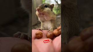 My sweet boy Boris fill the cheeks please #shorts #chipmunks #cute #cuteanimals #boris
