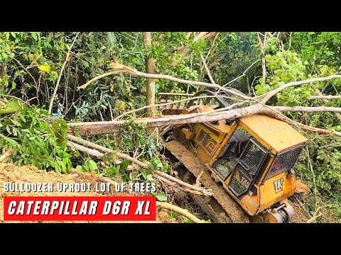 The Bulldozer Taking Out a Lot of Trees, Bulldozer Caterpillar D6R XL Open The Plantation P2