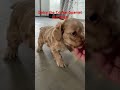 Cocker Spaniel dogs for sale: Daisy - Video 1