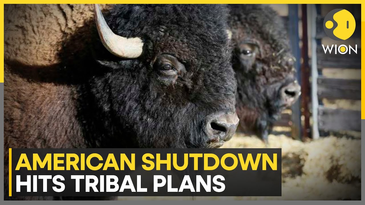 U.S. Shutdown: Bison Herds Help Tribes Overcome Food Insecurity | WION
