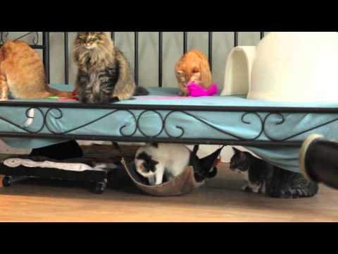 Pet Patrol Cat Sanctuary Addition Video