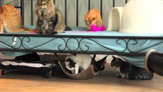 Pet Patrol Cat Sanctuary Addition Video