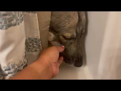 Dentist Appointment | Lunch with my Hubby | Bath for Pepper