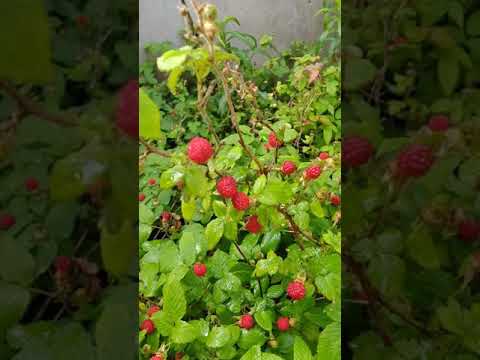 ラズベリーの茂みをトレリスする方法は？ベリーの成長にはサポートが不可欠ですか?ビデオ  庭園
