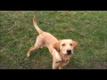 Layla Tess Having A Canalside Walk Then Barney Joins Them For A Run