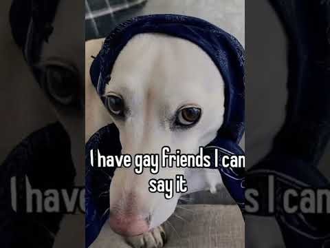 Funny Homophobic Dog