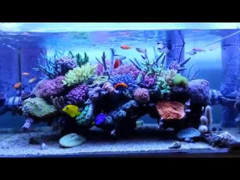 Mizune Reef Tank-September 2015