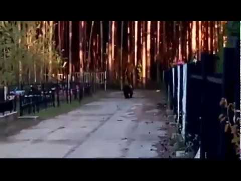 Медведь на кладбище в Советском, ХМАО-Югра