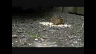 THE MOTHERS OF INVENTION --  HUNGRY FREAKS, DADDY