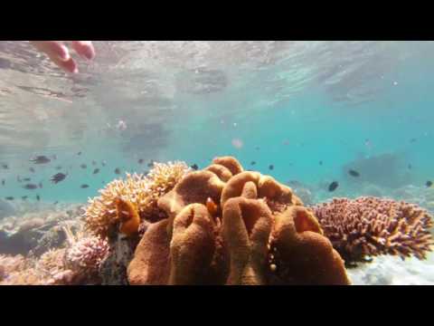 Snorkeling Flores - Indonesia