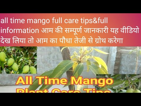 all time mango full care tips & informaton //