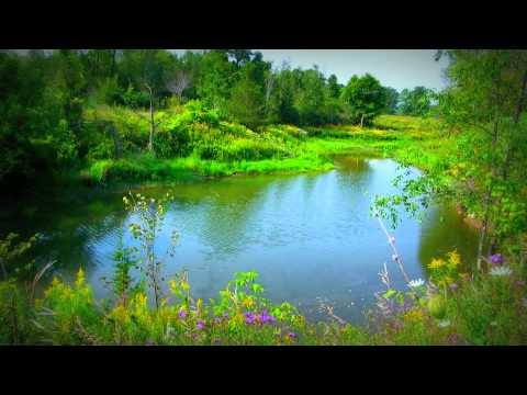 2 Hour Relaxing Pond Scene with Bird Song - Soothing Sounds of Nature