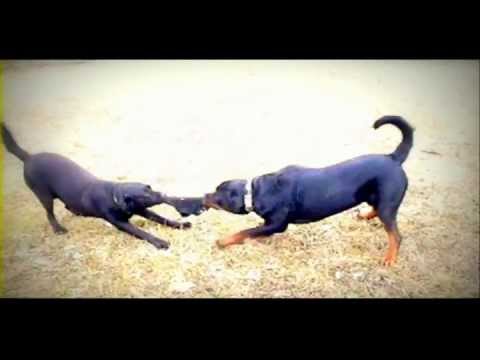 Oni su najbolji dzaci!