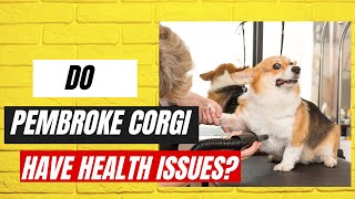 Do Corgis Have Health Issues