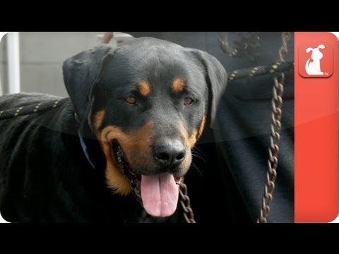 Downtown Dog Rescue Watts Clinic