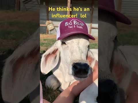 Meet the Bull Calf Who's Going Viral as an Influencer