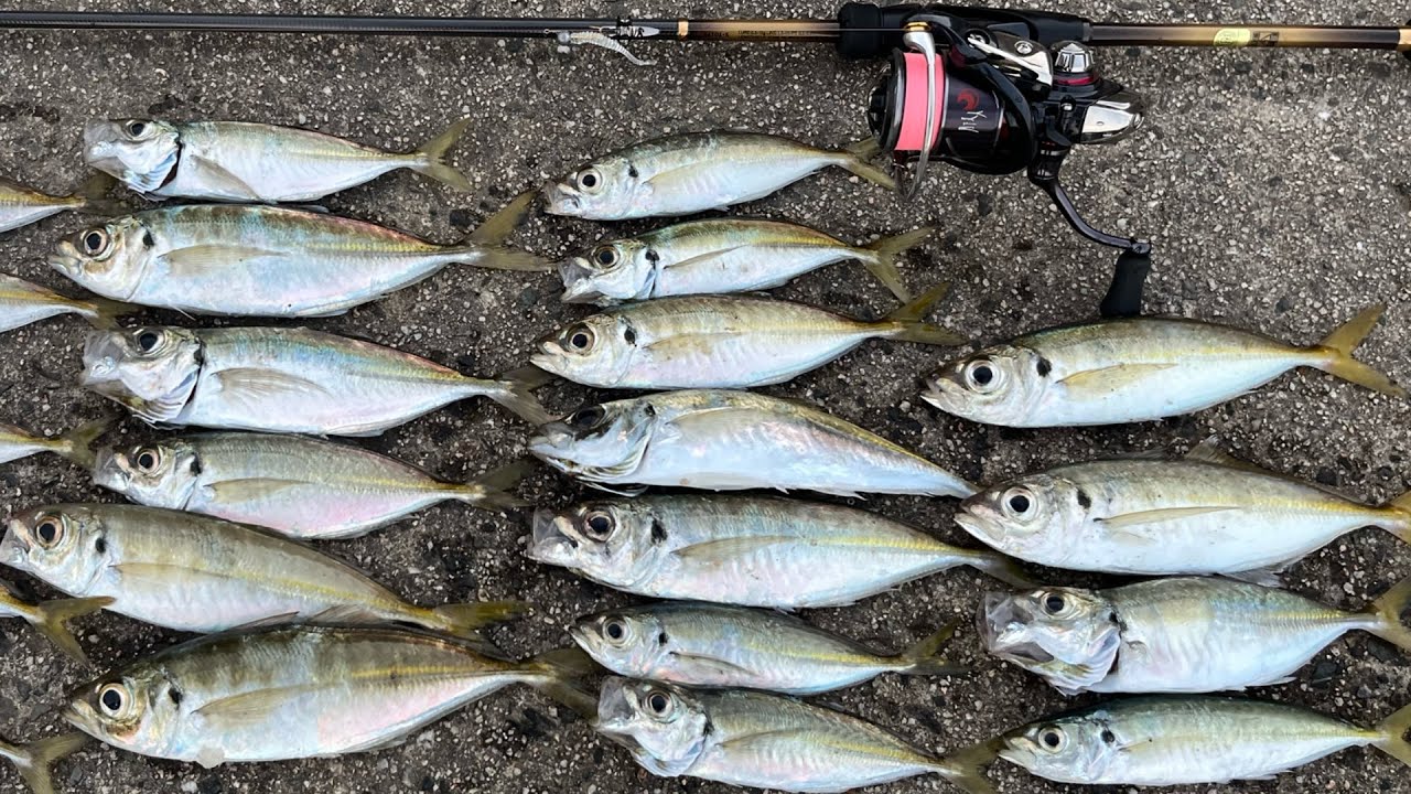 投げれば釣れる人気の堤防から泳がせ釣りをやった結果…