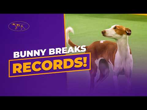 Watch Bunny the Ibizan Hound Make History at Westminster | Hound Group Winner 2004