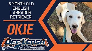 Download Lagu 6 Month Old Labrador Retriever | Best Lab Dog Training | Off Leash K9 | Board and Train | Oklahoma Thumbnail