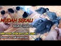 CARA Merawat Anakan Burung Ruak Ruak LENGKAP BeSerta Perkembanganya RUGI BANGET NGAK NONTON ️