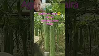 Download lagu Baliko no more😲#shorts #hacks #vegetables #fyp mp3