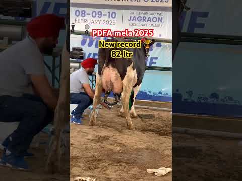 Pdfa mela 2025 cow 🐄 milking time #farming #pdfa #cow