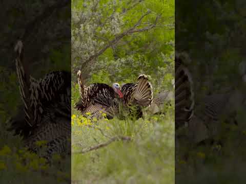 Are you ready for Turkey Season?