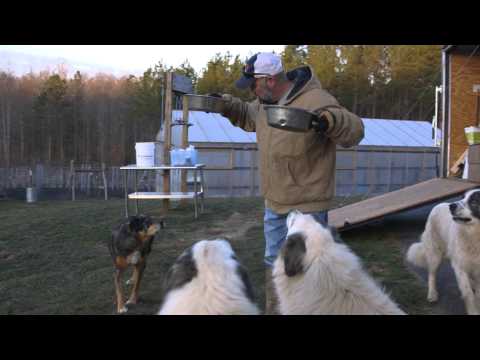 download lagu mp3 mp4 Southern States Naturals Dog Food, download lagu Southern States Naturals Dog Food gratis, unduh video klip Southern States Naturals Dog Food