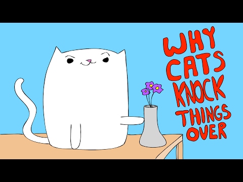 Why Cats Knock Things Over