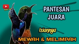 Download lagu PANTAS jadi juara kalau kolibri ninja isiannya begini | suara burung konin JUARA mp3 Download lagu PANTAS jadi juara kalau kolibri ninja isiannya begini | suara burung konin JUARA mp3