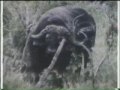 New Animal World Commercial