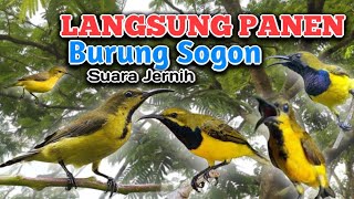 Download lagu DI SERBU KAWANAN BURUNG😱SUARA PIKAT SOGON‼️Suara Jernih💯 #suarapikatburung  mp3
