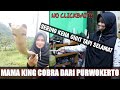 IBU PENAKLUK KING COBRA DARI PURWOKERTO IBU PENAKLUK KING COBRA DARI PURWOKERTO