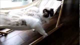 Timo the Ragdoll Cat tries out his new hammock