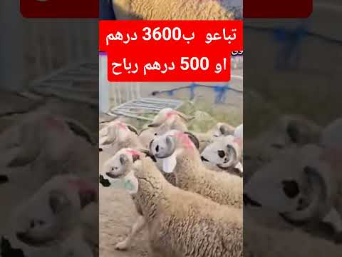 تباعو ب 3600 درهم أو 500 درهم رباح
