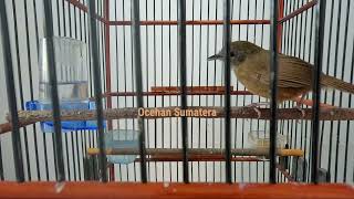 Download lagu Tieumi / Wambi Mini Gacor mp3 Download lagu Tieumi / Wambi Mini Gacor mp3